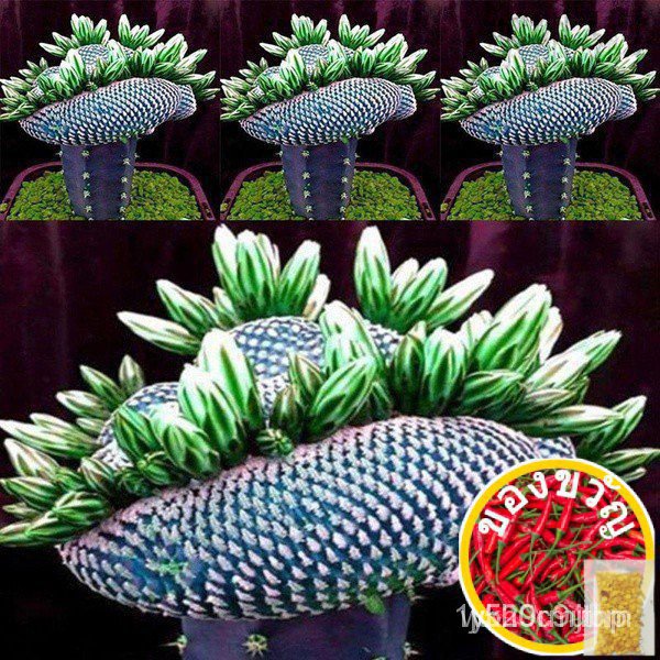 Spot Seeds 10Pcs Super Rare African Seeds Cactus Succulent Plant Tree Purify Air Bonsai Decor ดอกทานตะวัน/ดอกไม้/ปลาดาว