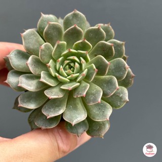 Graptoveria Olivia ไม้อวบน้ำ กุหลาบหิน Cactus&amp;Succulent