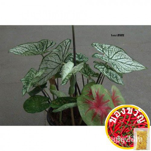 เมล็ดอวบอ้วนเมล็ดพันธุ์(ผู้จำหน่ายเมล็ดพันธุ์)50pcs Bonsai ornamental flower seeds Caladium biColor Flower seedsเพาะต้นอ