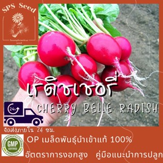 เมล็ดพันธุ์ เรดิช เชอรี่  - Cherry Belle Radish 200 เมล็ด