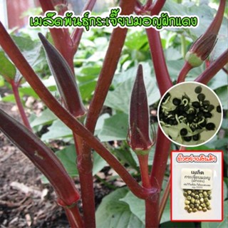 เมล็ดพันธุ์ กระเจี๊ยบเขียวฝักแดง กระเจี๊ยบมอญ ฝักแดง Red Burgundy Okra Seed นำเข้าจากต่างประเทศ (10 แถม1 คละได้)