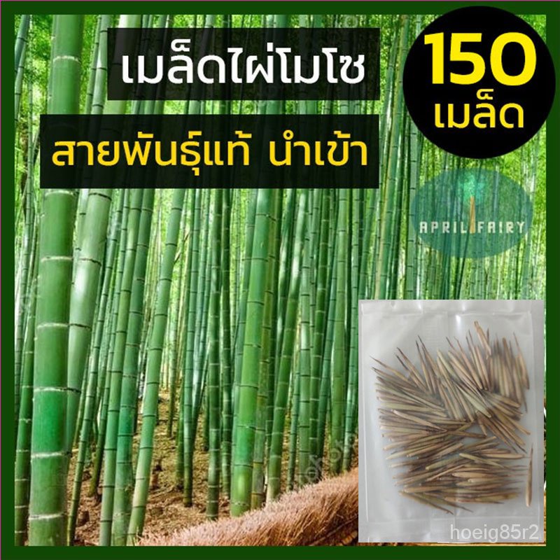 [150  เมล็ด ] เมล็ดพันธุ์ไผ่โมโซ เมล็ดไผ่ ไผ่โมโซ moso bamboo Phyllostachys edulis seeds ไผ่จีน ไผ่ญี่ปุ่น ไผ่ลำเดี่ยว R