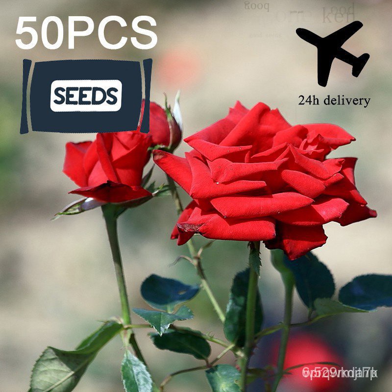 24H Delivery COD 50 Pcs Multi Petals Red Rose Seeds,Adenium Ium Seeds-M01ของเล่น/ดอกไม้/พื๊อ/เซ็ตต์/ไม้จันทน์/ผู้ชาย FZJ