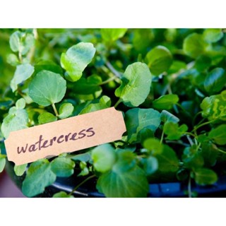 ผักวอเตอร์เครสตัดสด 100 กรัม (พร้อมทาน) Watercress Plant 100 g