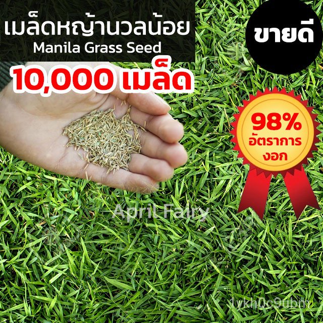 [10,000 เมล็ด] เมล็ดหญ้านวลน้อย เมล็ดพันธุ์หญ้า เมล็ดหญ้า หญ้านวลน้อย Manila Grass Seed หญ้าปูสนาม สนามหญ้า ขายดี! O6DB
