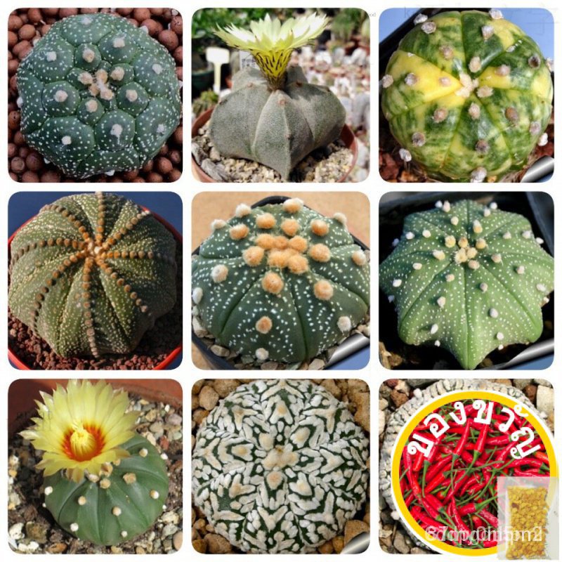 เมล็ดอวบอ้วน100%เมล็ดพันธุ์แคคตัส แอสโตร Cactus astro seed กระบองเพชร 25-100 เมล็ดเมล็ดพืชคุณภาพสูงRussianLycopersiconMa