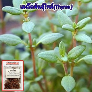 ไทม์  Thyme บรรจุซองล่ะ 90-200 เมล็ด ใช้ทำอาหาร มีกลิ่นหอม สมุนไพรฝรั่ง [ซื้อ 10 แถม 1 คละได้]