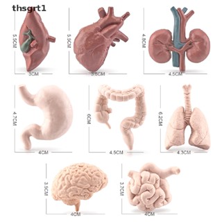[thsgrt1] โมเดลฟิกเกอร์ รูปหัวใจจําลอง ขนาดเล็ก สําหรับตกแต่งวิทยาศาสตร์ 1 ชุด