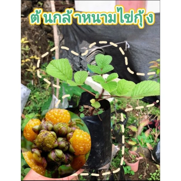 ต้นกล้าหนามไข่กุ้ง ต้นหนามไข่กุ้ง เบอร์รี่ป่า ส่งตรงจากดอยอ่างขาง (ต้นสูงประมาณ20ซม.)