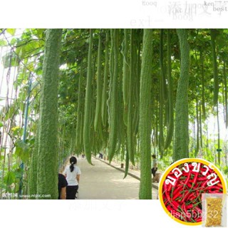 เมล็ดอวบอ้วน100%เมล็ดพันธุ์ บวบหอมยาว ( Long Luffa ) บรรจุ 10 เมล็ดเมล็ดพันธุ์GrassManilaMixedCosmosPurityRussianFlowerR