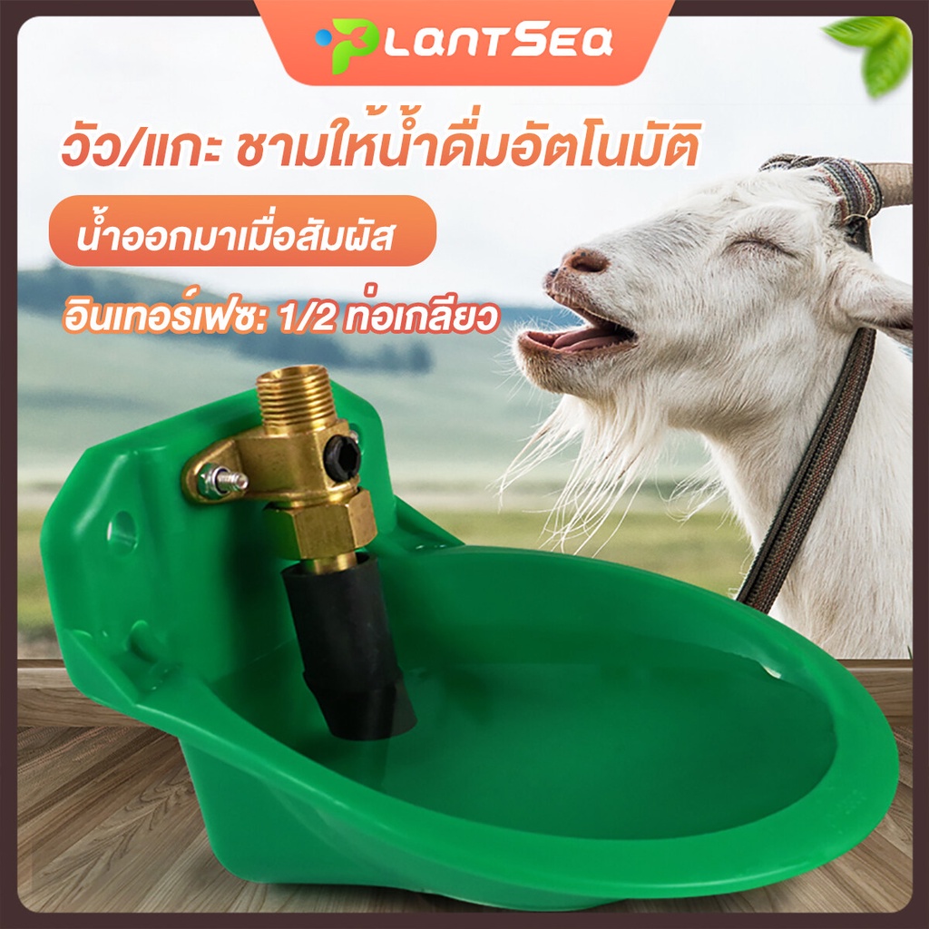 ถ้วยให้น้ำวัว ชามให้น้ำวัว วัว/แกะ ชามให้น้ําดื่มอัตโนมัติ ความจุ 1L ต่อท่อน้ำ 4หุน (1/2") วาล์ว​ทองเหลือง