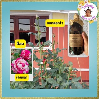 ปุ๋ยกุหลาบ ปุ๋ยน้ำยาสรรพรส 3,000 ml (สูตรบำรุงต่อเนื่อง)แตกกิ่ง ใบเขียว ดอกเยอะ ราก เร่งดอก เร่งโต  สีสด ดอกใหญ่