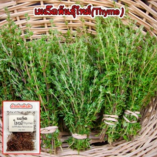 เมล็ดพันธุ์  Thyme ไทม์ บรรจุ 90-200 เมล็ดใช้ทำอาหาร มีกลิ่นหอม  สมุนไพรฝรั่ง  (ซื้อ 10 แถม 1 คละได้)