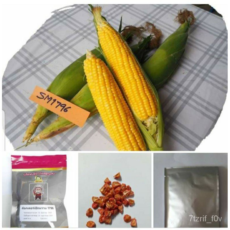 [50 เมล็ด] พันธุ์ใหม่ !!  ข้าวโพดหวานสีเหลือง 1796 (Sweet corn) SM1796 by Dr.Pek เมล็ดเรียงสวย หวานร่อนไม่ติดซัง KUBM