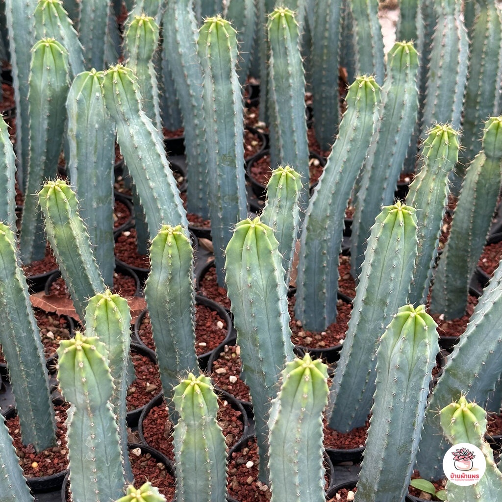 ตอบลูหนามถี่ ตอบลูจีน ( Myrtillocactus Geometrizans ) ตอกราฟไม้ แคคตัส กระบองเพชร cactus&succulent - รูปที่ 7