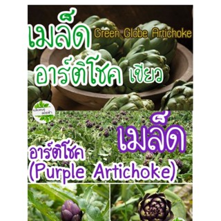 เมล็ดพันธุ์ อาร์ติโชค Purple /Green Globe Artichoke  เมล็ดพันธุ์แท้นำเข้าจากต่างประเทศ