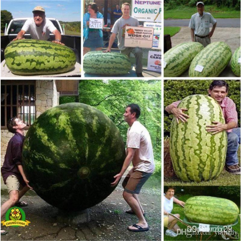 เมล็ดพันธุ์ แตงโมยักษ์ Giant Watermelon 50 เมล็ด ปลูกง่าย ปลูกได้ทั่วไทย(เมล็ดพันธุ์พืช เมล็ดดอกไม้ พรรณไม้ ต้นไม้ เมล็ด