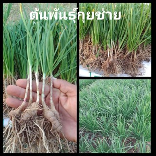 ต้นพันธุ์กุยช่าย ผักแป้น 80 ต้น