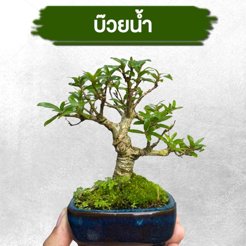 ต้นบ๊วยน้ำ บอนไซ กระถาง 3 ไม้จิ๋ว จัดสวน