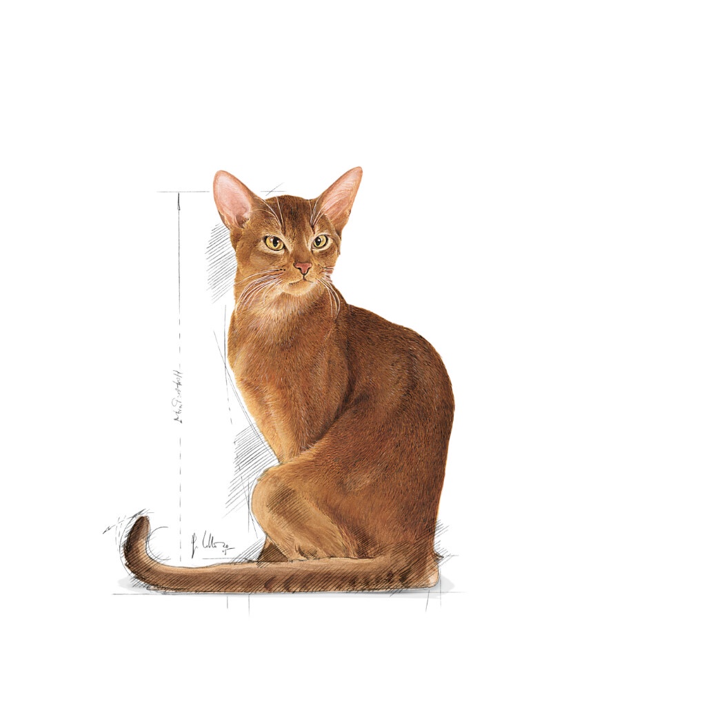 Royal Canin สูตร SAVOUR EXIGENT 400g อาหารแมวโตกินยาก สำหรับแมวโตเลือกกิน ที่ชอบรูปแบบเม็ดอาหารที่หลากหลาย ราคา ถูกที่สุด ดีลบีเคเค แกลเลอรีภาพที่ 4