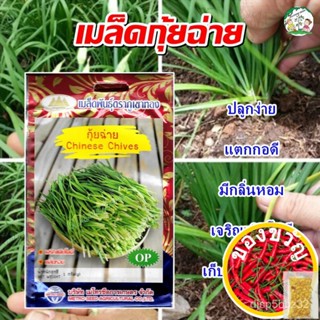 เมล็ดอวบอ้วน100%เมล็ดกุ้ยฉ่าย Chinese Chives เมล็ดพันธุ์กุ้ยฉ่าย เมล็ดพันธุ์ผัก เมล็ดผักสวนครัว ตราภูเขาทองเมล็ดพืชคุณภา