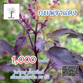 เมล็ดกะเพราแดง 1,000 เมล็ด