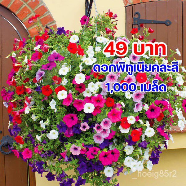 AUGIE888 ลด70.- ดอกพิทูเนีย 1,000 เมล็ด Mixed Petunia Flower EH0L