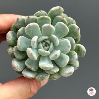 Echeveria Biante ไม้อวบน้ำ กุหลาบหิน Cactus&amp;Succulent