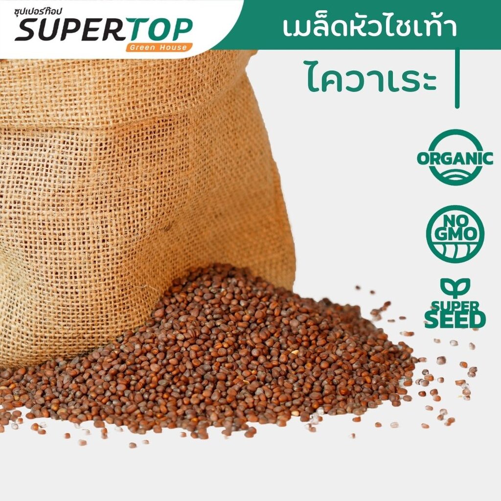 เมล็ดเพาะต้นอ่อน ไควาเระ (White Radish Microgreen) SUPERTOP ขนาด 1 KG. - รูปที่ 2