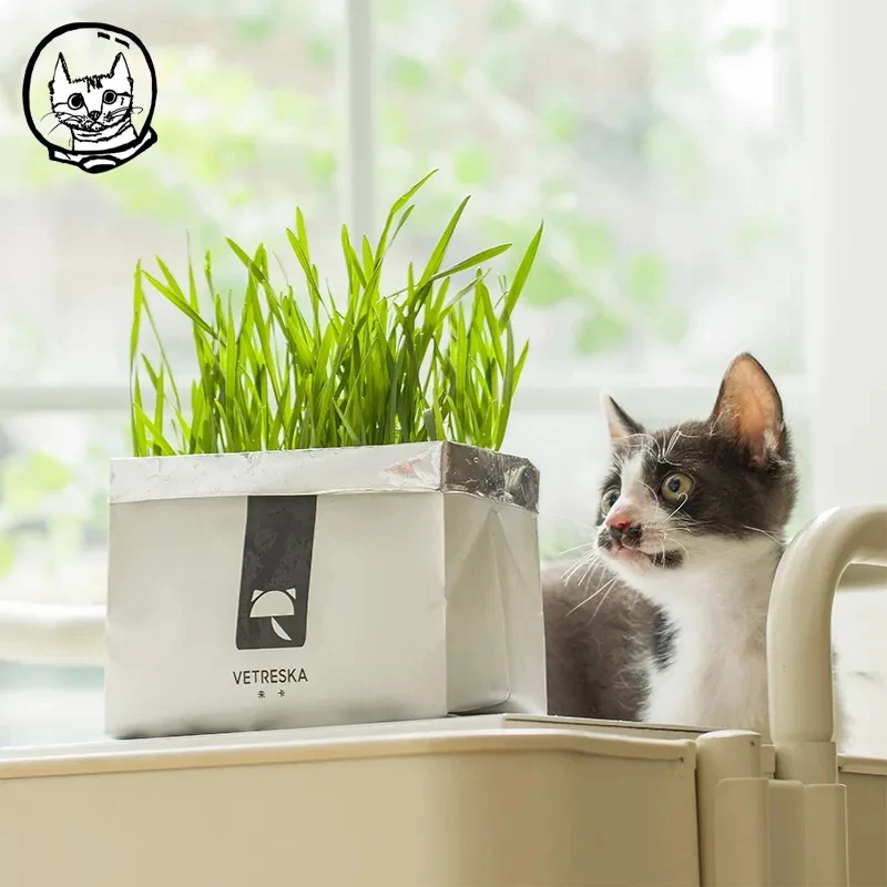 📦แพ็คของทุกวัน📦ชุดปลูกข้าวสาลี 🌿( ปลูกได้หลายครั้ง! ! ) เมล็ดหญ้าแมวนำเข้า เมล็ดข้าวสาลีคัดพิเศษ