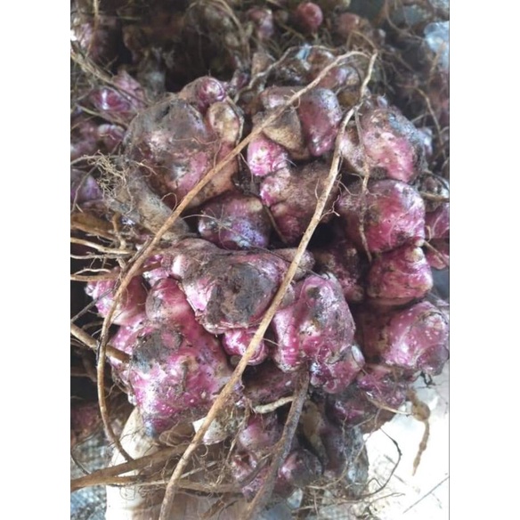 เหง้าบัวหิมะ/พันธ์ุบัวหิมะ โลละ35บาท