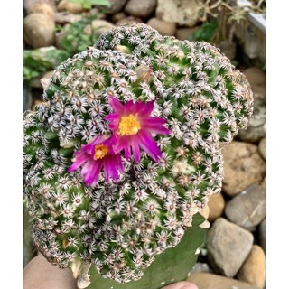 Mammillaria Hernandezii ✨หน่อเด็ดสด✨/✨ไม้กราฟ✨🌵🌸