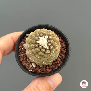 โคเปียโป Copiapoa hypogaea แคคตัส กระบองเพชร cactus&amp;succulent