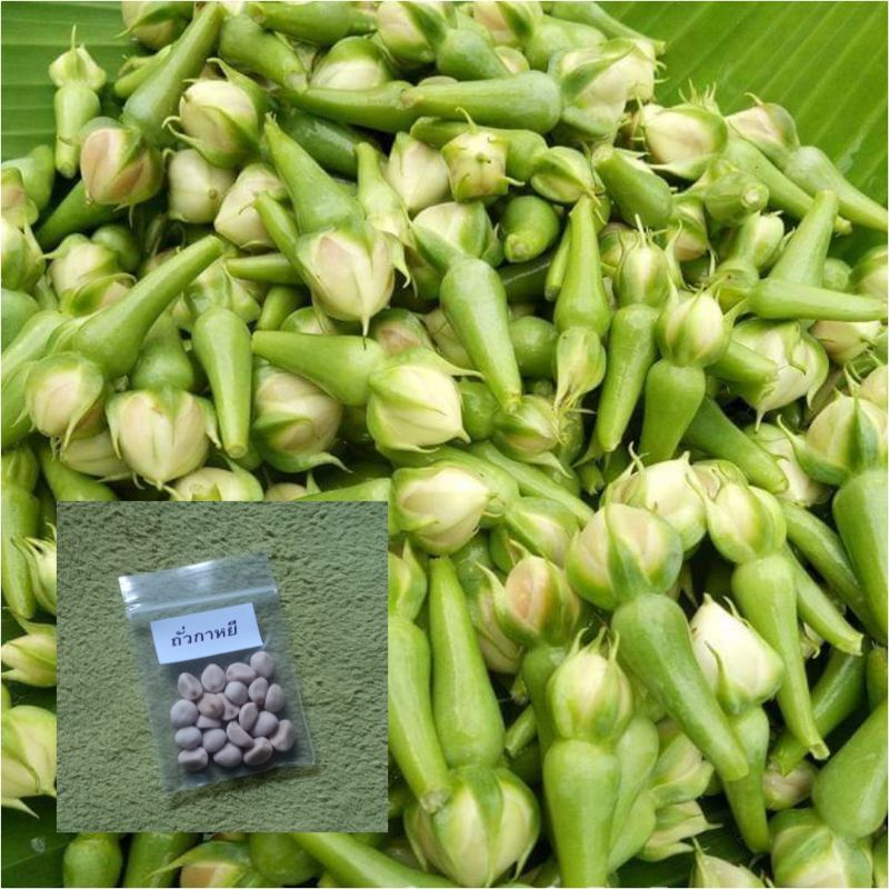 เมล็ดพันธุ์ถั่วกาหยี,ถั่วท้ายล่อ 20เมล็ด