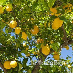 เมล็ดเลมอนฝรั่งเศส 9 บ.ถูกที่สุด France Lemon งอกง่าย โตไว ให้ผลดก/ผักอบกรอบเพื่อสุขภาพ ผักอบแห้ง NHZH