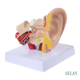 Selan โมเดลหูมนุษย์ 1.5 เท่า สําหรับการเรียนการสอนทางการแพทย์