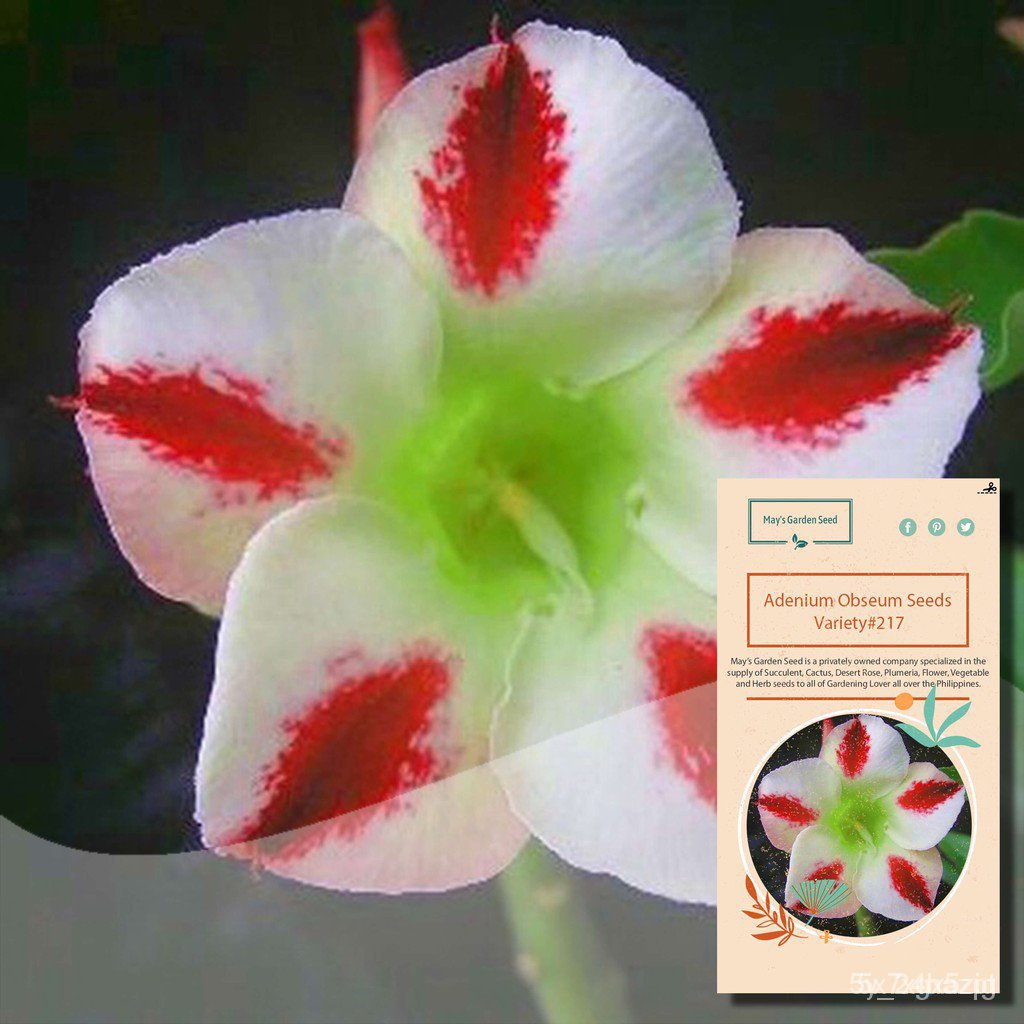 Red Dot White Desert Rose เมล็ด,เมล็ดชวนชม-หลากหลาย #217เมล็ดเล็ก/ดอกไม้/สวน/ดอกทานตะวัน/ดอกไม้/ห่อนา/ข้าวโพด/วสานผลาส N