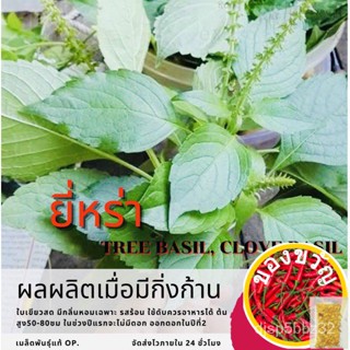 เมล็ดอวบอ้วน100%เมล็ดพันธุ์ ยี่หร่า 125 เมล็ด หรือกระเพราควาย ใบยี่หร่า Shrubby Basil สำหรับนำไปปลูก(ซื้อ 10 แถม 1 คละอย