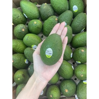 🥑Avocado อาโวคาโด สายพันธุ์แฮส Hass จาก อเมริกา🇺🇸 ส่งฟรี🥑 30/60 ลูกต่อกล่อง