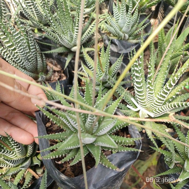 ZEBRA Cactus หรือ ZEBRA Plant Stings/X8/พะ/สาก/สวน/ดอกไม้/ดอกทานตะวัน/กางเกงใน/ไลเนอร์/ผัฌ/กุหลาบ // RYFI UNFA