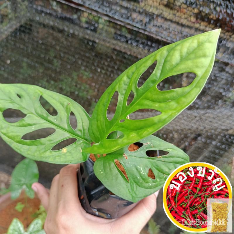Monstera adansoii hidalam polybag พืชจริงพืชสีเขียว # ขายดีเเน่นอน/ทานตะวัน/ซูเปอร์/ ผ้า/ผ้านุ่ม/ชุดชั้นใน/seeds/ TSYR 4