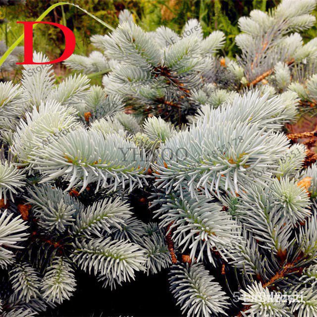 เมล็ด ขายดี/50 rare Colorado blue spruce SEEDS Bonsai PICEA PUNGENS GLAUCA good for growing in pots, Excellentas PGDH FD