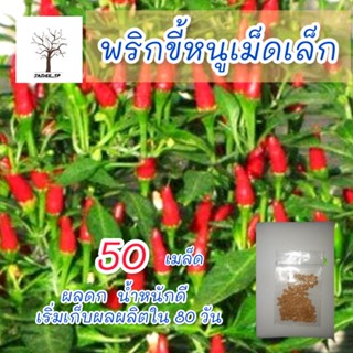 เมล็ดพริกขี้หนูเม็ดเล็กผลดก 50 เมล็ด
