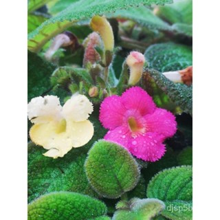 Episcia Lil Lemon Hanging Plants Stings/ดอกไม้/ดอกทานตะวัน/ดอกทานตะวัน/ดอท LIXK