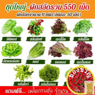 เมล็ดอวบอ้วน100%เมล็ดพันธุ์ผักสลัด 11 ชนิด รวม 550เมล็ด อัตราการงอก95% เมล็ดพันธุ์ (แถมฟรี!!! เมล็ดผักกวางตุ้ง 500 เม็ด)