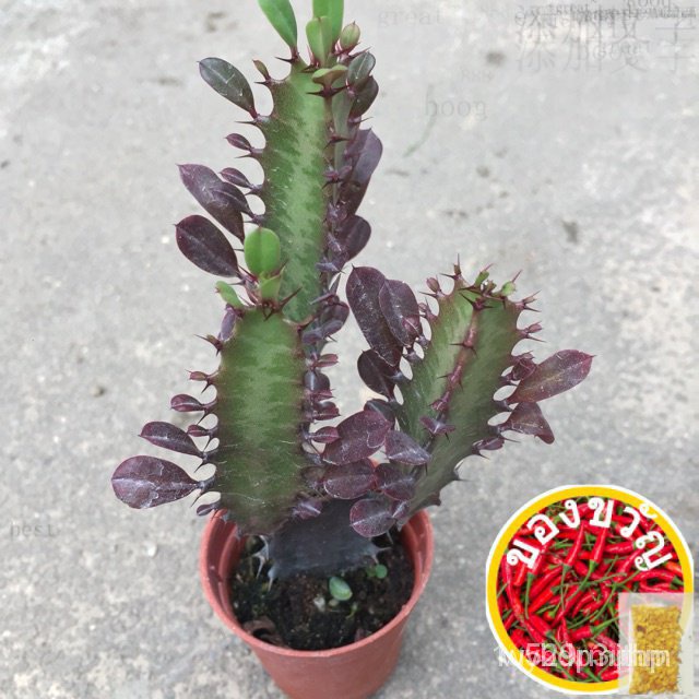 Cactus-pembeuphorbia trigona 'rubra' เสื้อ/seeds/ แชมพู/เจด/ รองเท้า/ดอกทานตะวัน/กางเกงใน/ส FGFL ZG7D