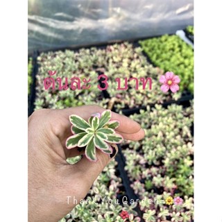 ต้นละ 3บาท (ชุดละ10ต้น=30บาท) คุณนายไฮโซ คุณนายตื่นสายด่าง Portulaca Oleracea variegata #cactus #succulent #ไม้อวบน้ำ