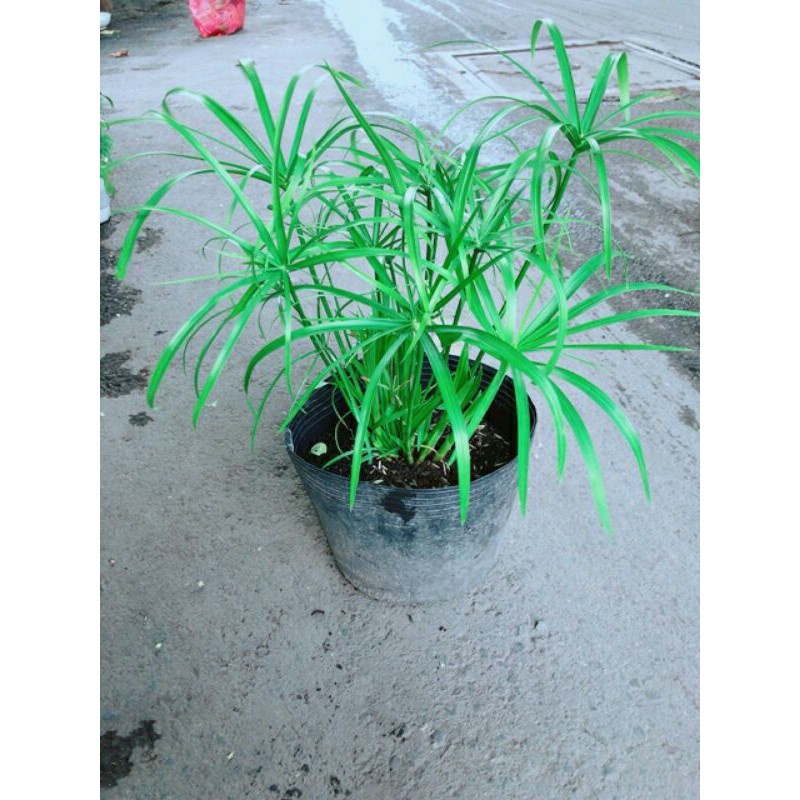 [Shop_huan_hoa_hong]พืชไม้ไผ่น้ํา - ฟอกอากาศตู้ปลาและน้ําตู้ปลา