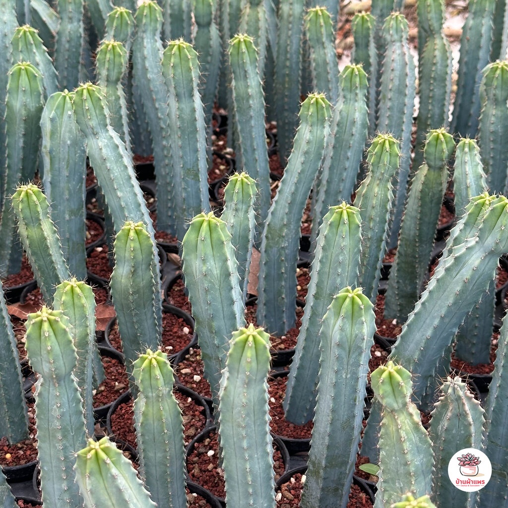 ตอบลูหนามถี่ ตอบลูจีน ( Myrtillocactus Geometrizans ) ตอกราฟไม้ แคคตัส กระบองเพชร cactus&succulent - รูปที่ 6