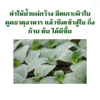 ชุดทำน้ำยาจับใบ สารจับใบ (สารเสริมประสิทธิภาพเคมีทางการเกษตร) ช่วยให้ยายึดเกาะตามใบมากขึ้น Sticking agents DIY Kit
